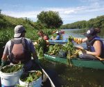 Reprise de l’opération de contrôle de la châtaigne d’eau sur la Yamaska