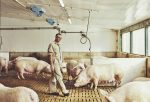 Une ferme de Saint-Bernard remporte le prix Responsables par nature des Éleveurs de porcs