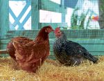 Place aux poules urbaines!