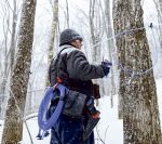Une saison des sucres à oublier