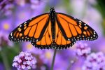 Des végétaux pour attirer les monarques en vente au Jardin