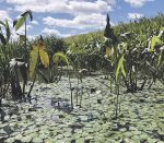 Saint-Hyacinthe poursuit sa lutte à la châtaigne d’eau