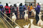 De la visite rare sur une ferme de Saint-Damase