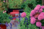 Marché du printemps : c’est le temps de fairele plein de plantes et de végétaux