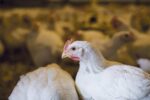 La grippe aviaire fait des ravages dans la régionde Saint-Hyacinthe