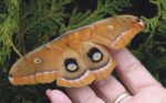 Les insectes de nuit au Boisé des Douze