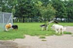 Chiens dans les parcs