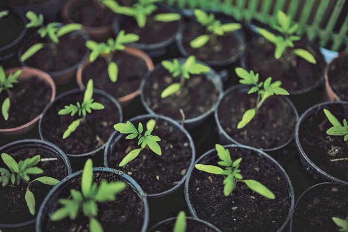 Seedling. Visit Kaboompics for more free images.