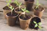 Conférence à la Société d’horticulture de Saint-Hyacinthe