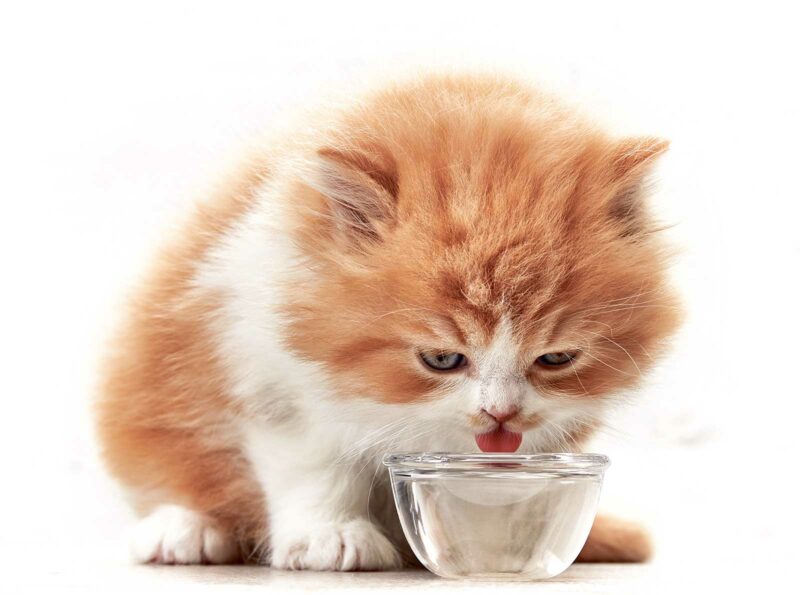 Pour prévenir une infection urinaire chez votre chat, assurez-vous qu’il s’hydrate adéquatement.