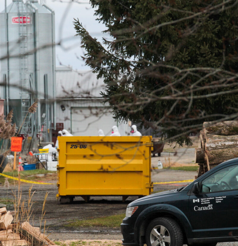 L’Agence canadienne d’inspection des aliments a déployé une équipe sur une ferme située sur le 3e Rang à Sainte-Hélène-de-Bagot cette semaine après que le virus de la grippe aviaire y a été détecté. Photothèque | Le Courrier ©