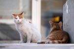 Un programme de stérilisation  des chats errants voit le jour