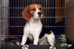 3 bienfaits d’utiliser une cage pour son chien