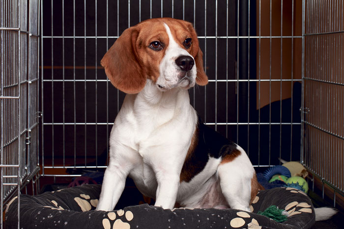 3 bienfaits d’utiliser une cage pour son chien