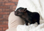 Cochon miniature :  gare aux arnaques!