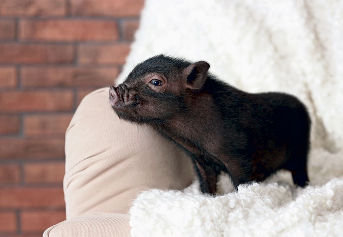 Cochon miniature : 
gare aux arnaques!