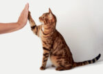 Peut-on apprendre des tours  à son chat?