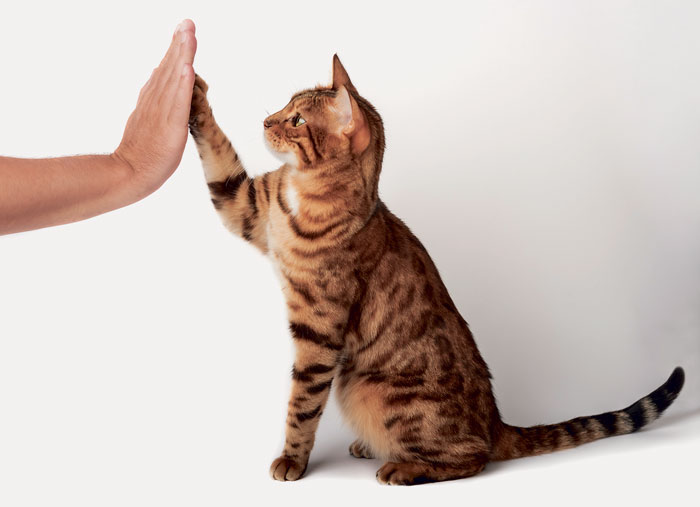 Peut-on apprendre des tours 
à son chat?