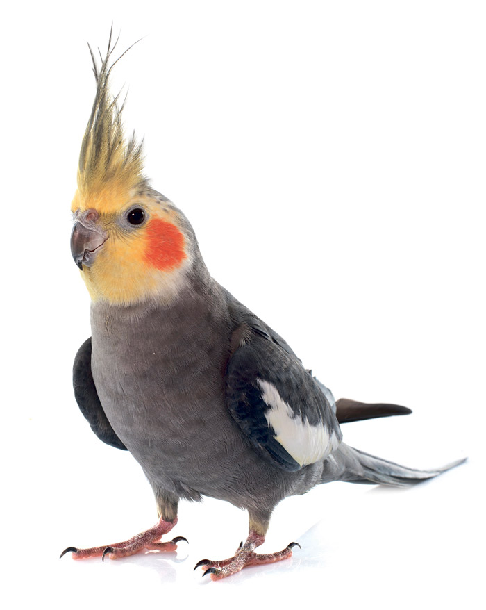 Pourquoi la perruche calopsitte 
est-elle un choix idéal 
pour un premier oiseau de compagnie?
