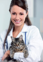Votre chat s’est enfui?  Voici ce qu’il faut faire!
