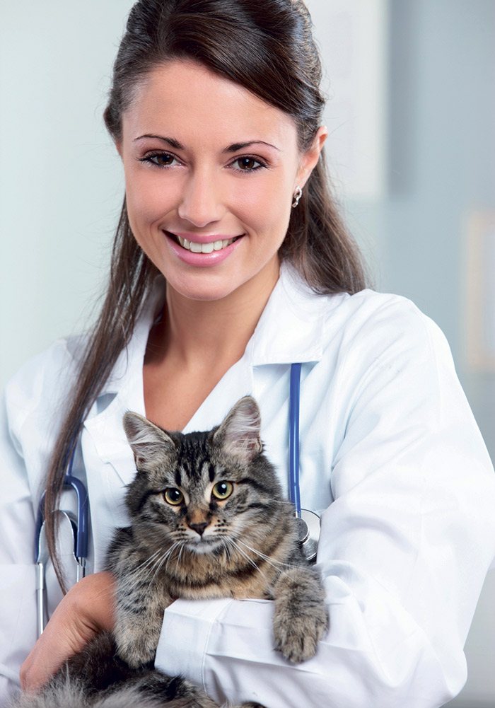 Si ce n’est déjà fait, faites micropucer votre chat. Ainsi, si quelqu’un le trouve et se rend dans un refuge ou une clinique vétérinaire où la puce sera numérisée, vous retrouverez rapidement votre camarade!