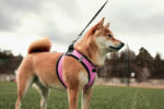 Licou ou harnais pour chien :  comment choisir?