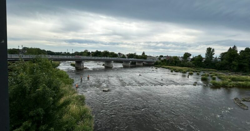 La Ville de Saint-Hyacinthe procède au recensement de l’anguille d’Amérique dans la rivière Yamaska jusqu’au 15 août. Photo gracieuseté